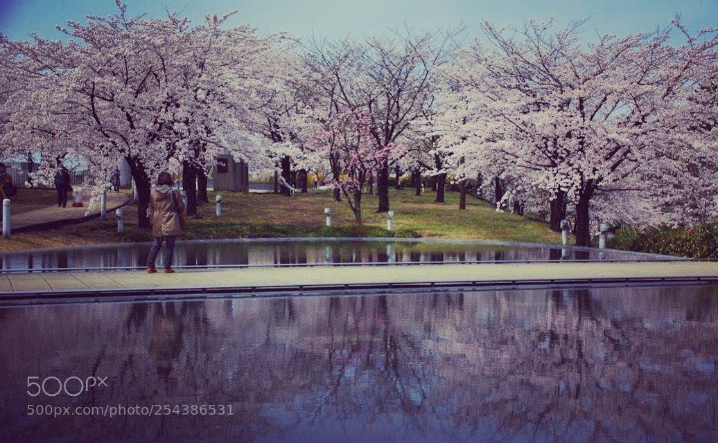 Pentax K-3 II sample photo. Cherry blossom photography