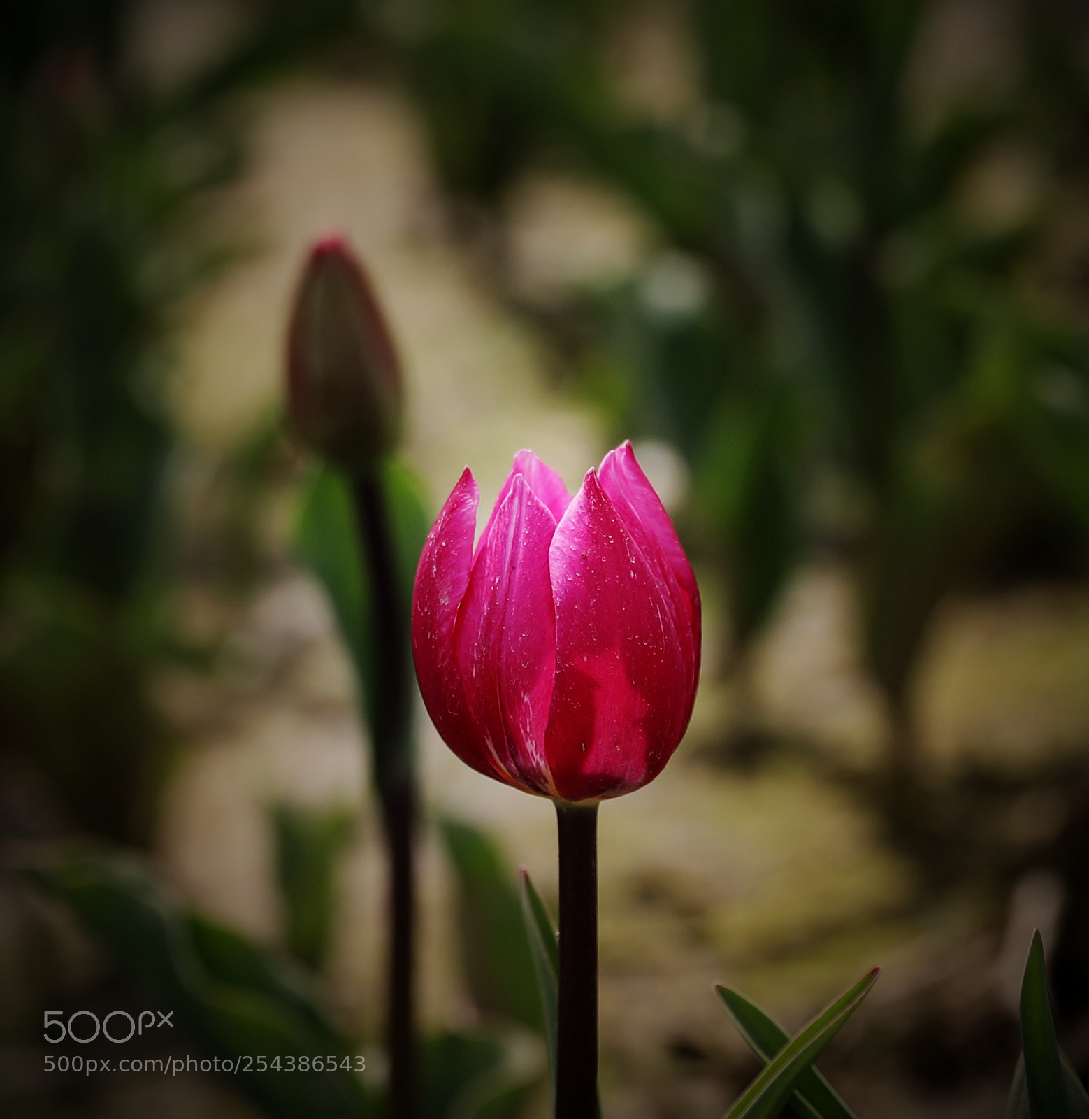 Canon EF 24-70mm F2.8L II USM sample photo. Secret garden photography