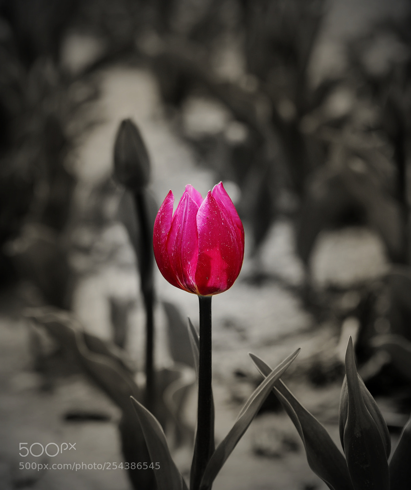 Canon EF 24-70mm F2.8L II USM sample photo. Secret garden photography