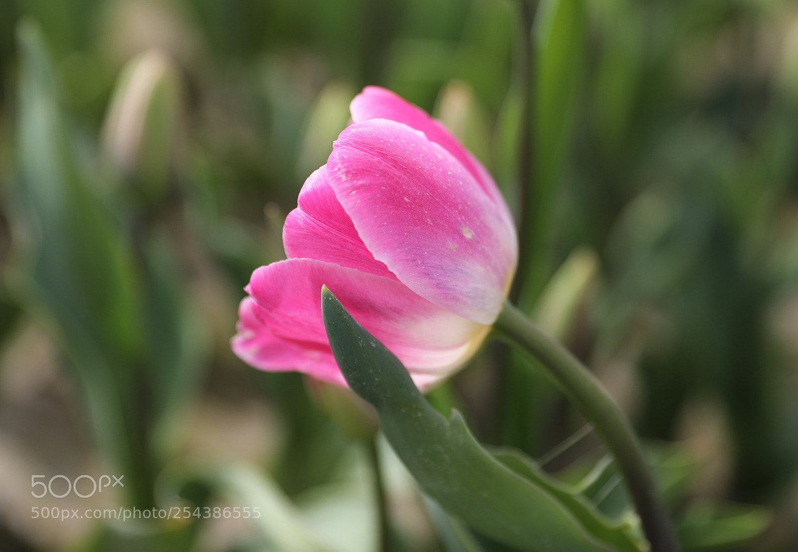 Canon EF 24-70mm F2.8L II USM sample photo. Tulip photography