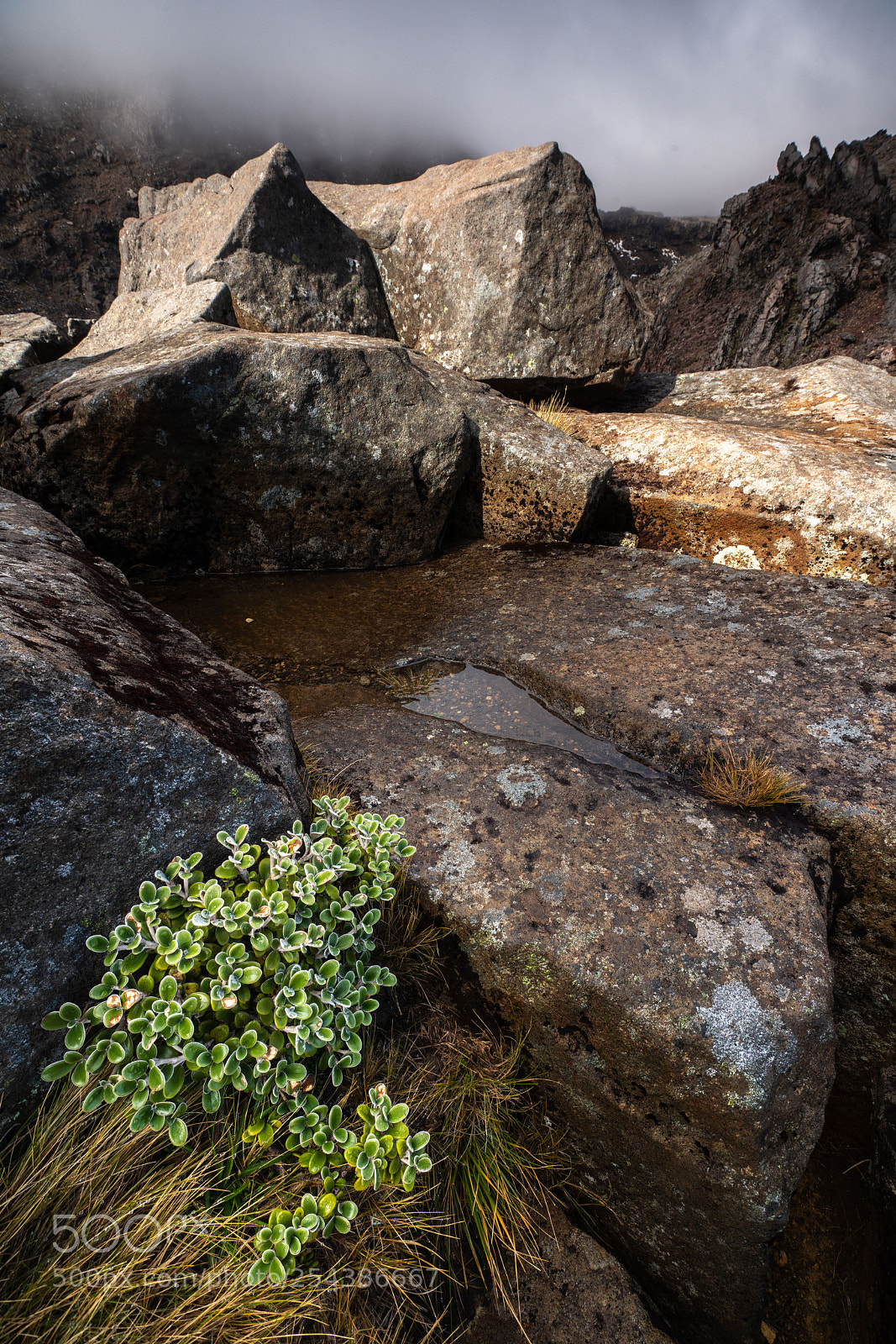 Sony a7R III sample photo. Nature's shapes photography