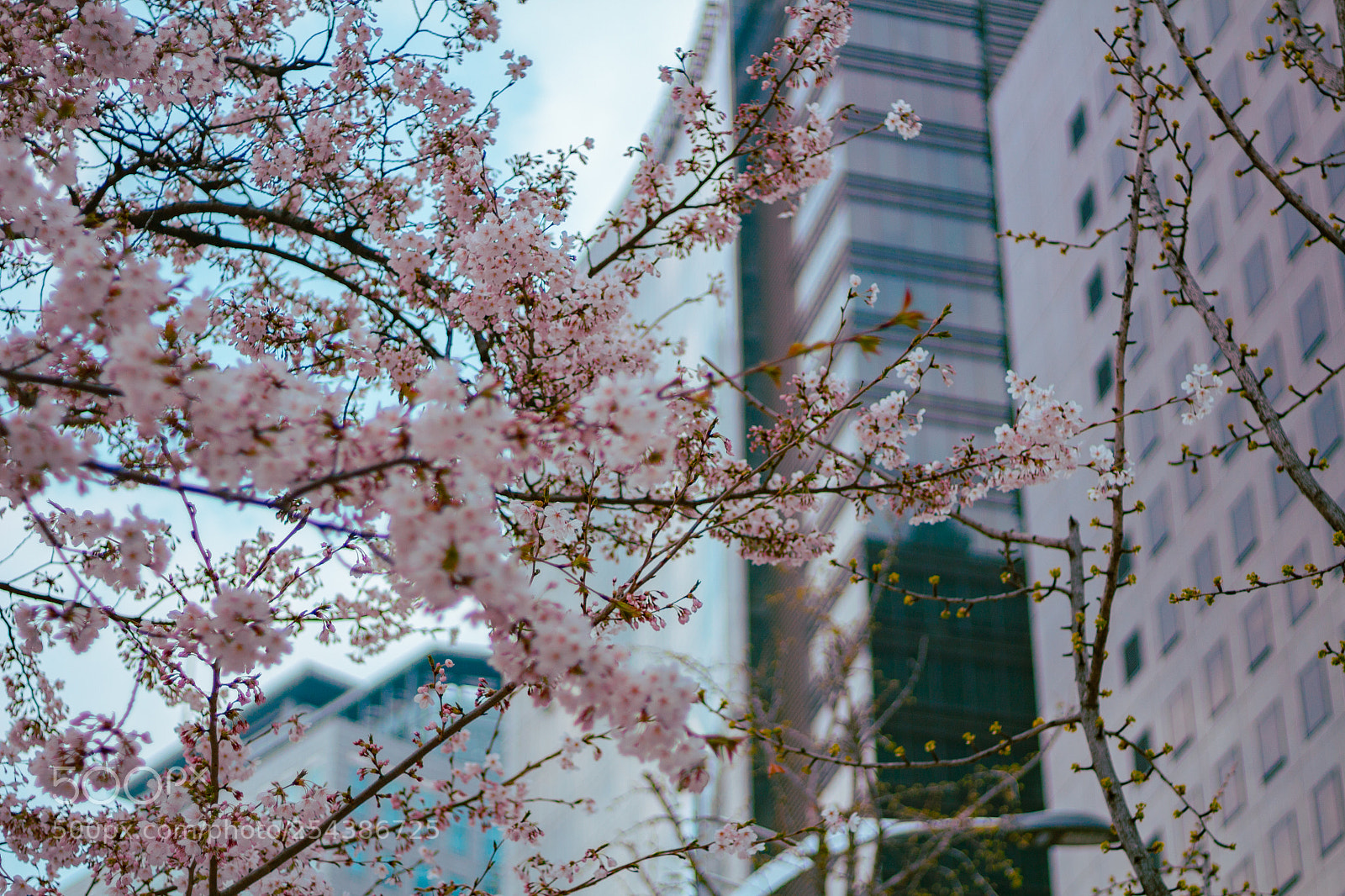Canon EOS 100D (EOS Rebel SL1 / EOS Kiss X7) sample photo. Spring photography
