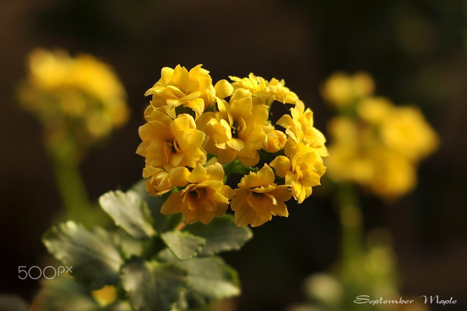 Nikon D90 + Nikon AF Nikkor 50mm F1.8D sample photo. 黄花 photography