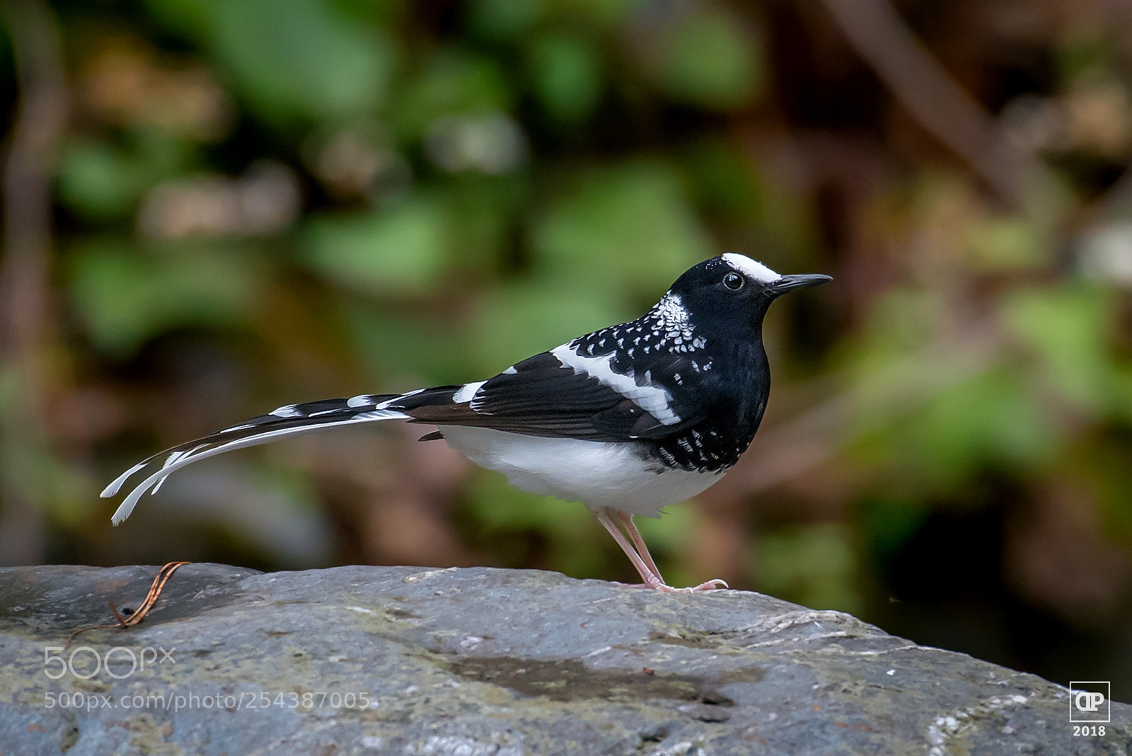 Nikon D750 sample photo. Spotted forktail photography