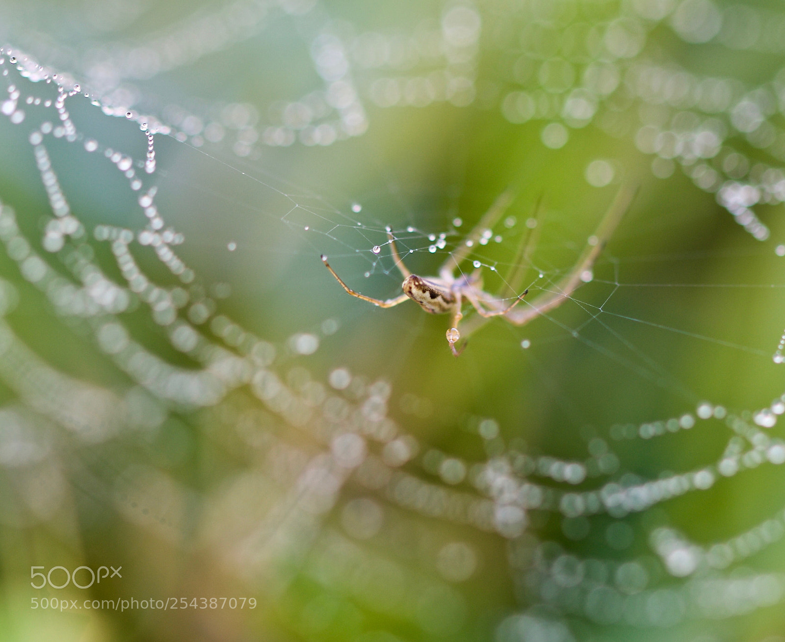 Nikon D500 sample photo. Spider snake photography