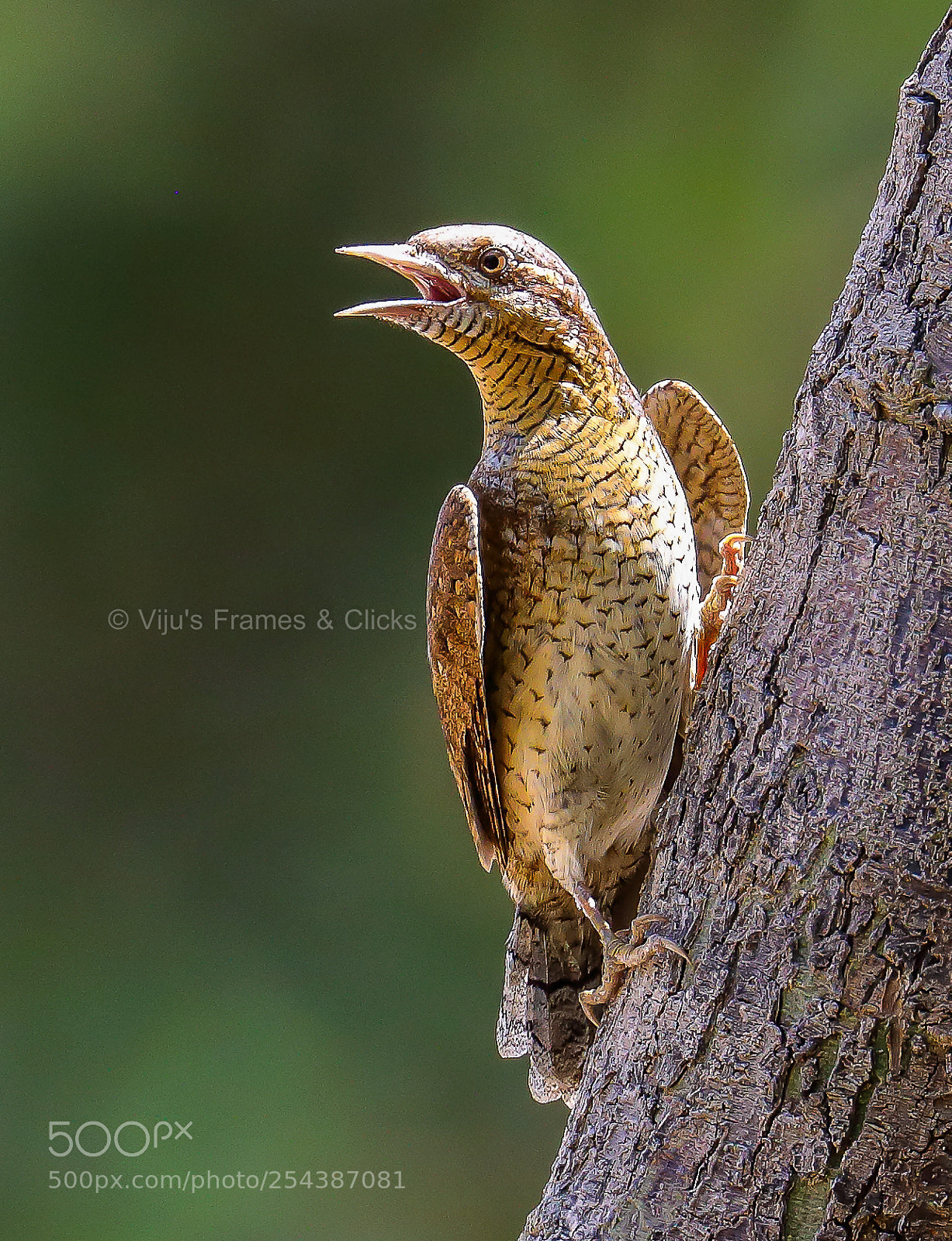 Canon EOS 5D Mark IV sample photo. Eurasian wryneck photography
