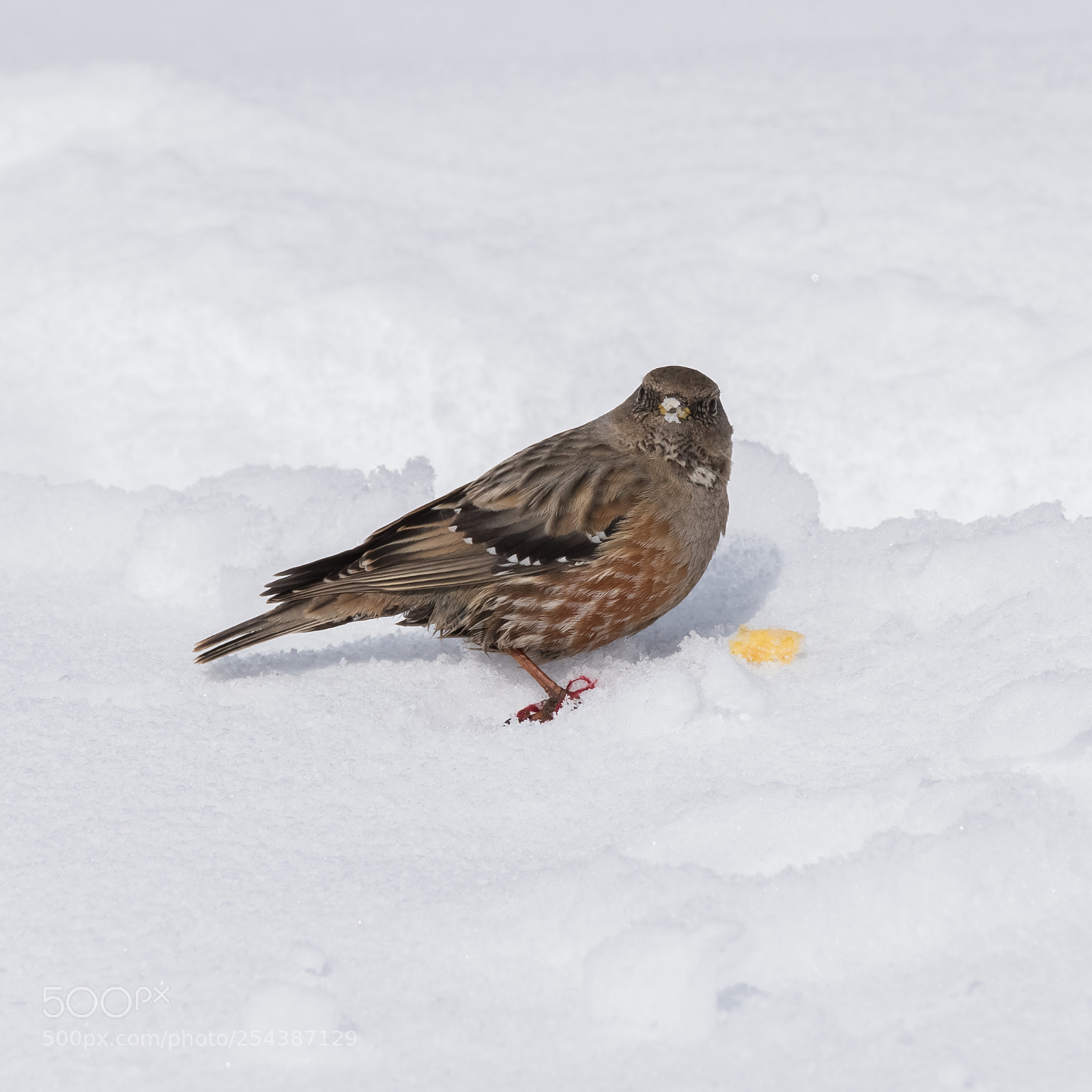 Nikon D5600 sample photo. The alpine accentor prunella photography