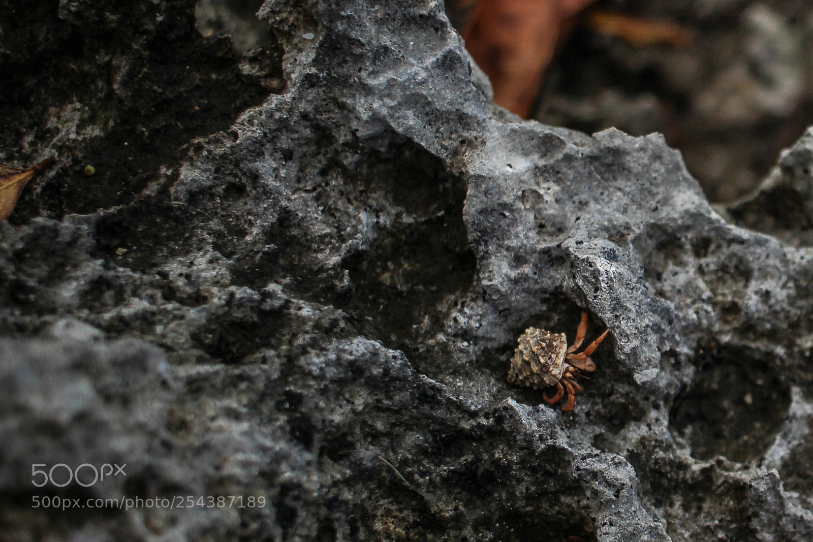Canon EOS 600D (Rebel EOS T3i / EOS Kiss X5) sample photo. Little crab. photography