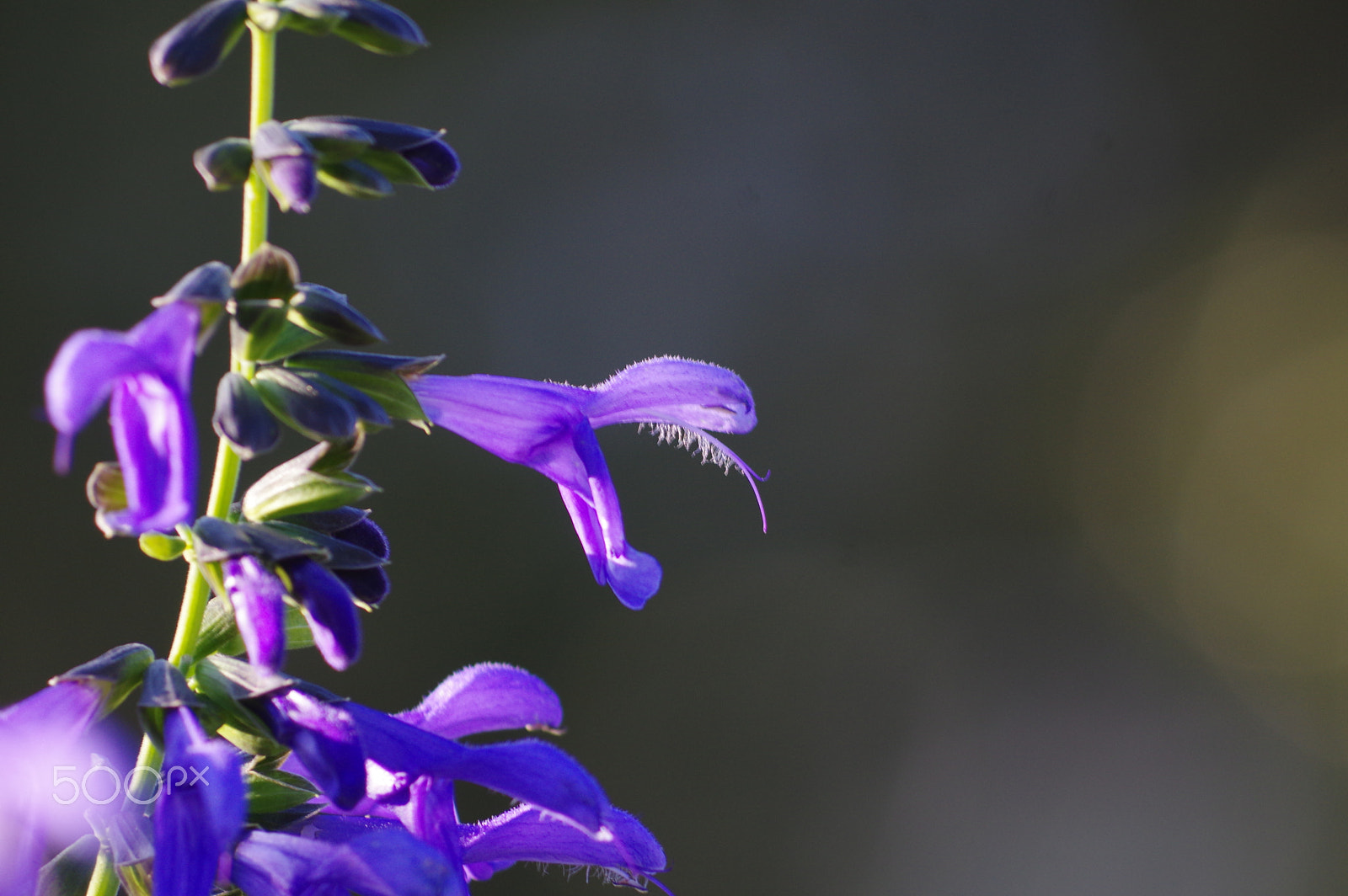 Pentax K-3 II sample photo. Salvia amistad photography