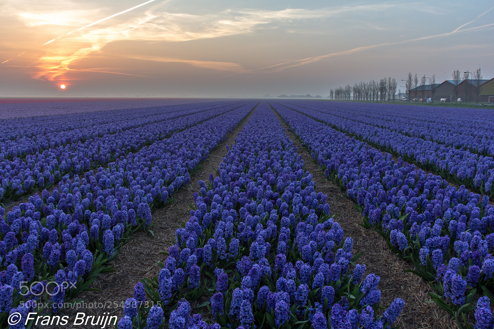 Canon EOS 60D sample photo. Hyacinthen photography