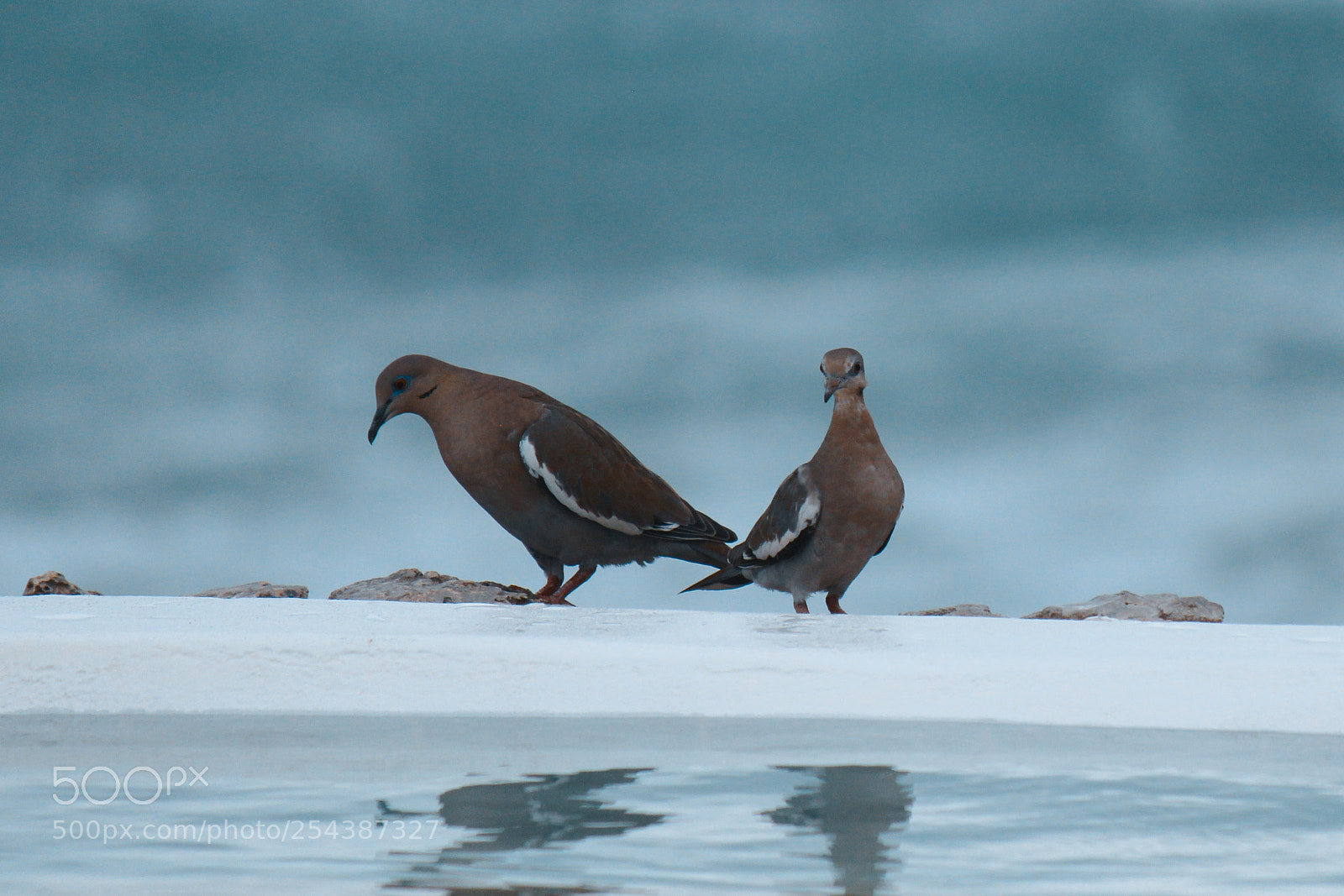 Canon EOS 600D (Rebel EOS T3i / EOS Kiss X5) sample photo. Two birdies. photography