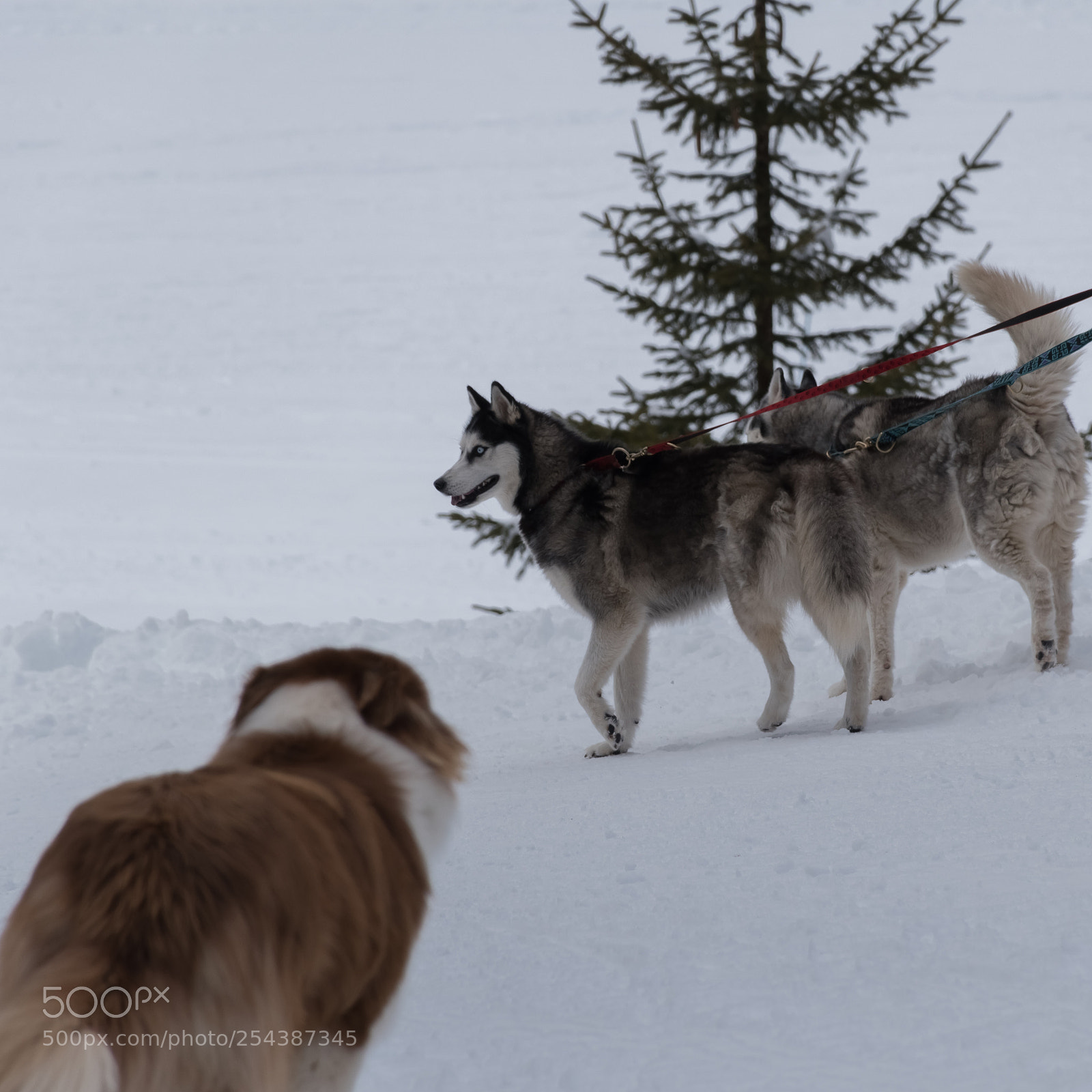 Nikon D5600 sample photo. The husky photography