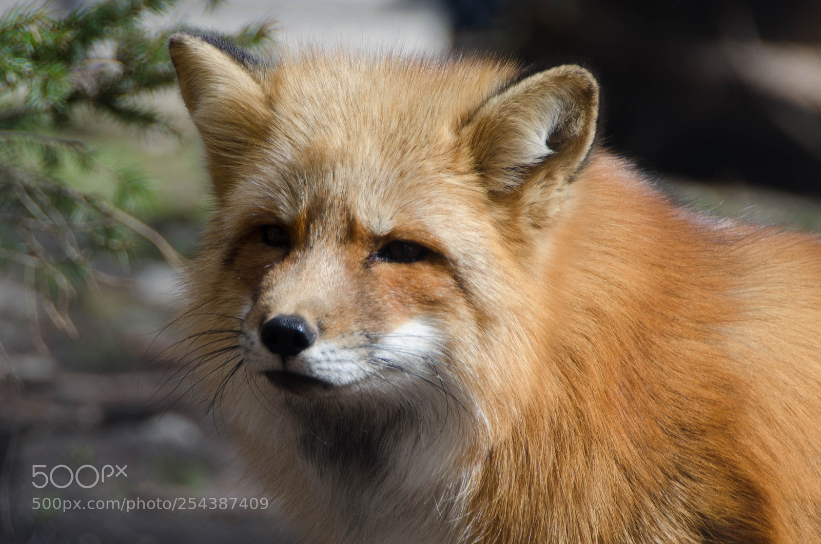 Nikon D7000 sample photo. Mr. fox photography