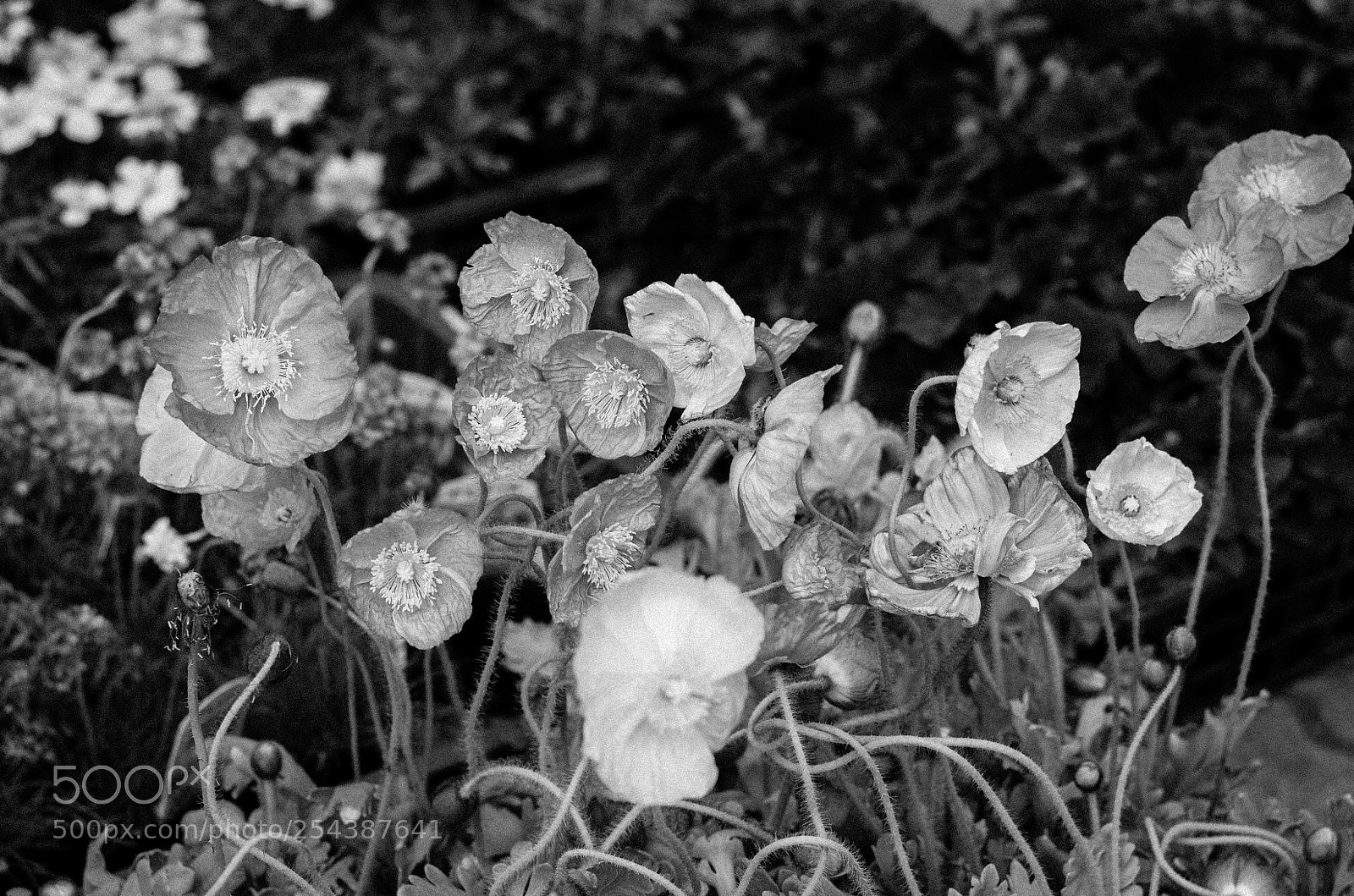 Pentax K-5 IIs sample photo. Poppies photography