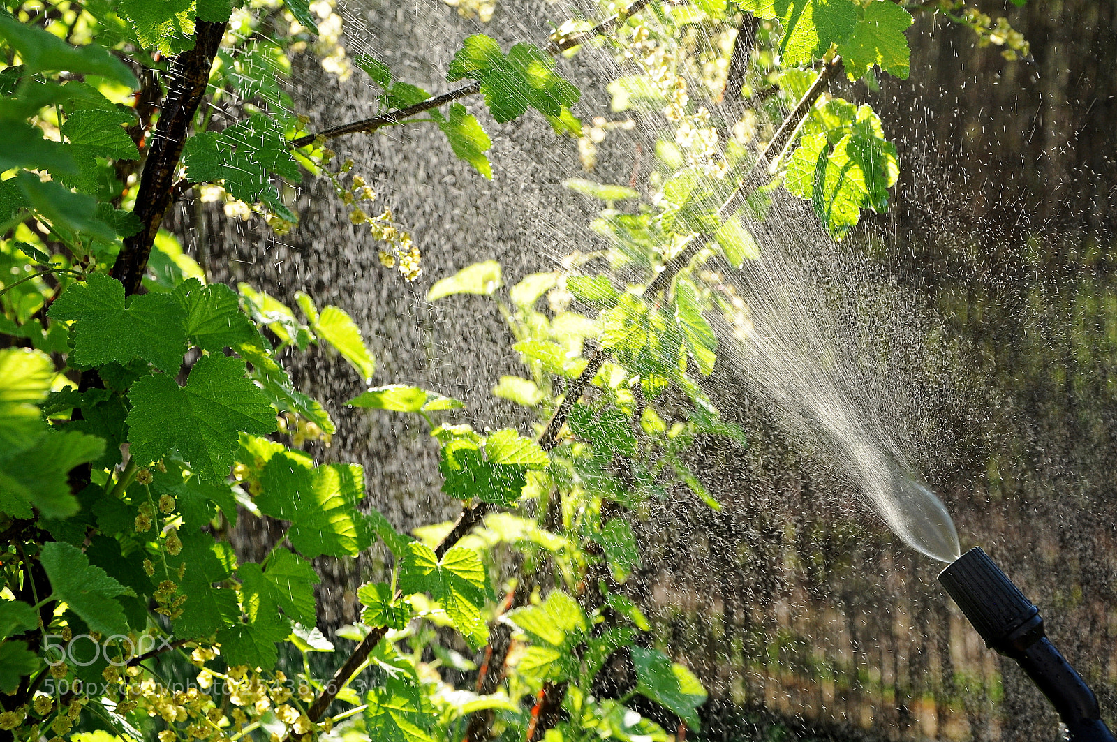 Nikon D90 sample photo. Protetion photography