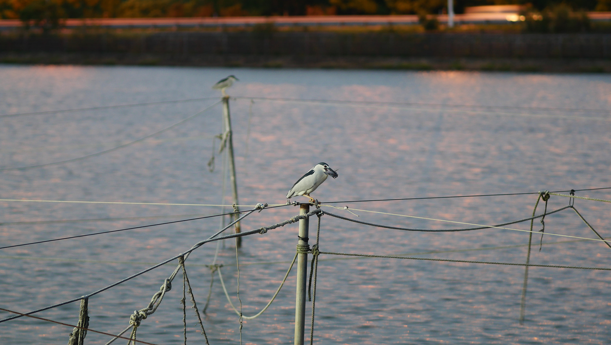 Panasonic DC-GX7MK3 sample photo. Looks proud photography