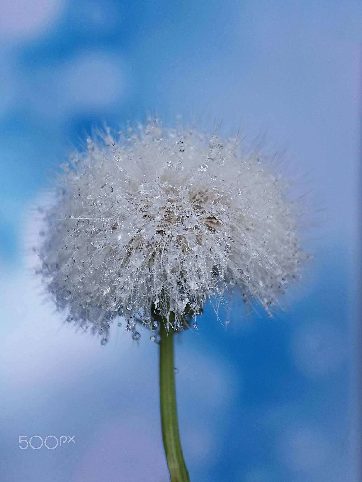 Samsung Galaxy A9 Pro sample photo. Dandelion  with cloudy sky photography