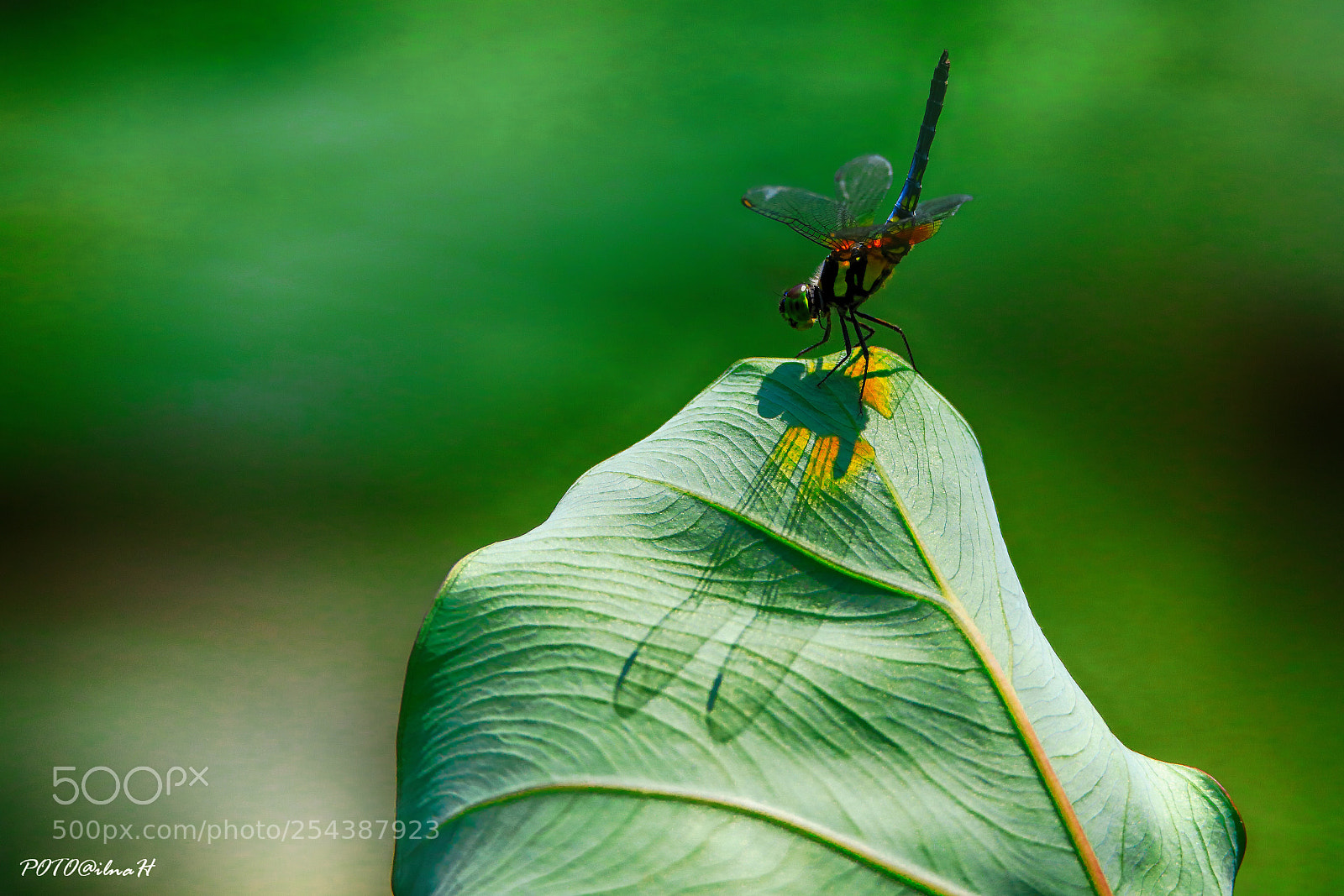 Canon EOS 5D Mark IV sample photo. Untitled photography