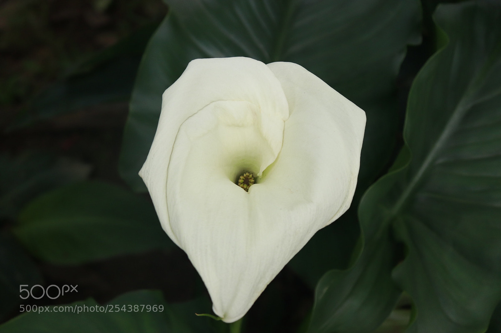 Canon EOS 800D (EOS Rebel T7i / EOS Kiss X9i) sample photo. White beauty! photography