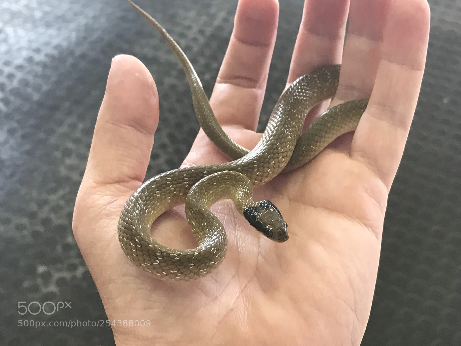 Apple iPhone 7 Plus sample photo. Herald snake 20180108 photography
