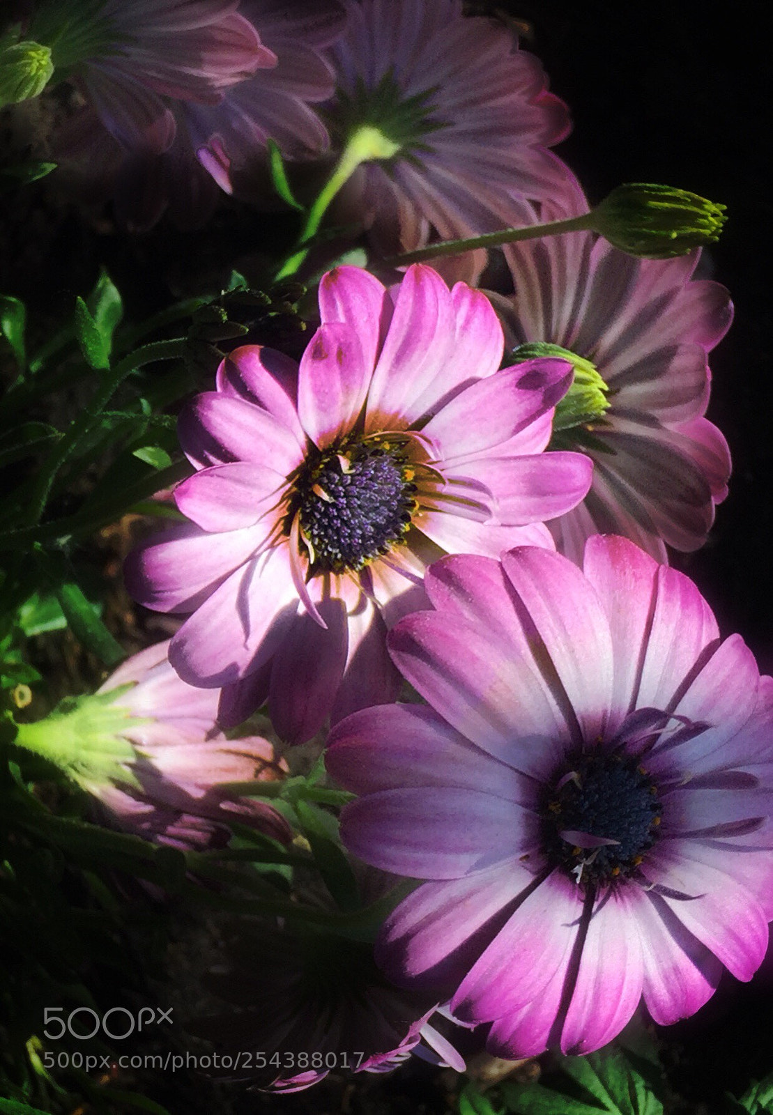 Apple iPhone 6 sample photo. Purple flowers  photography