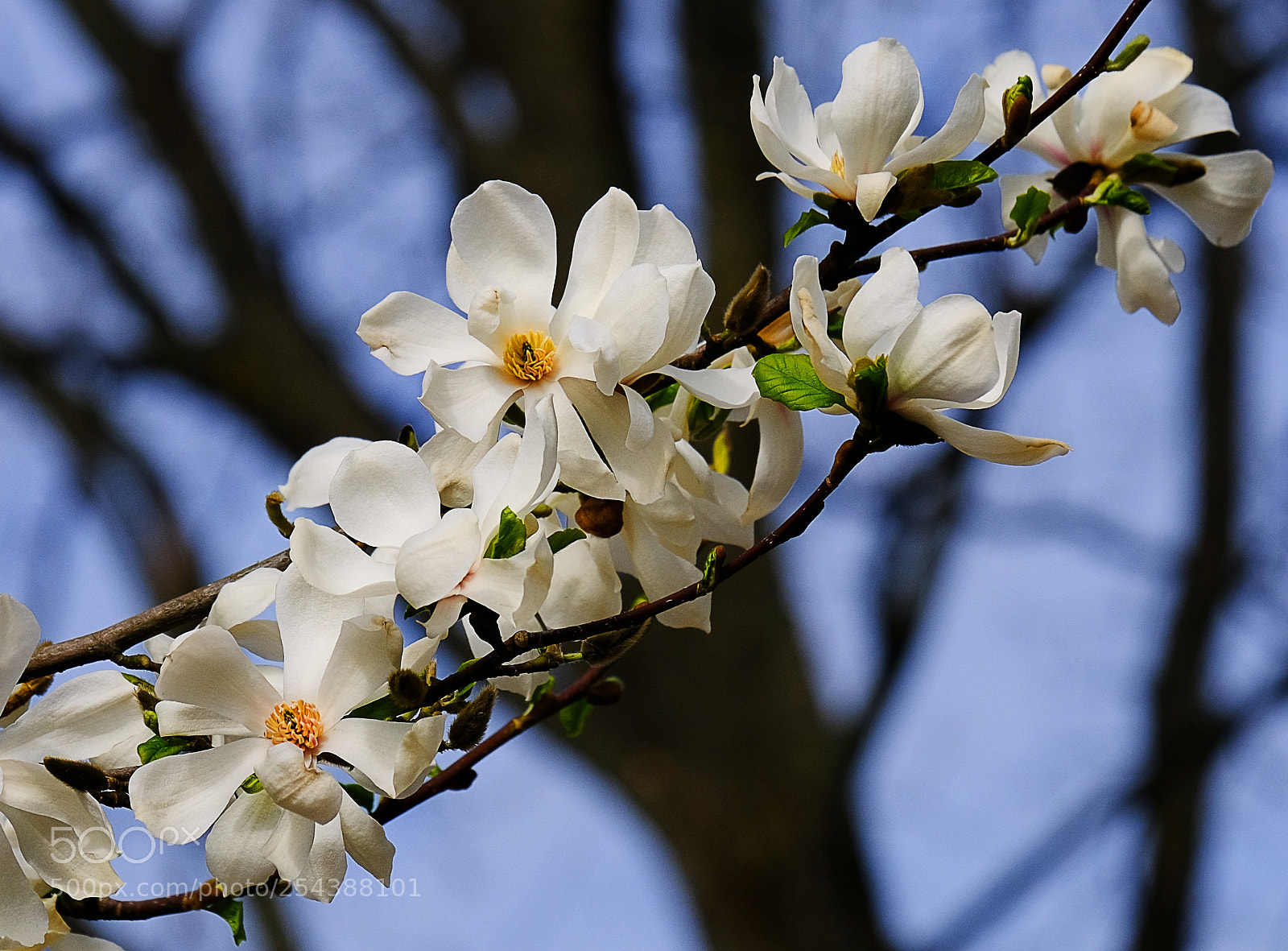 Fujifilm X-T20 sample photo. The branch of a photography