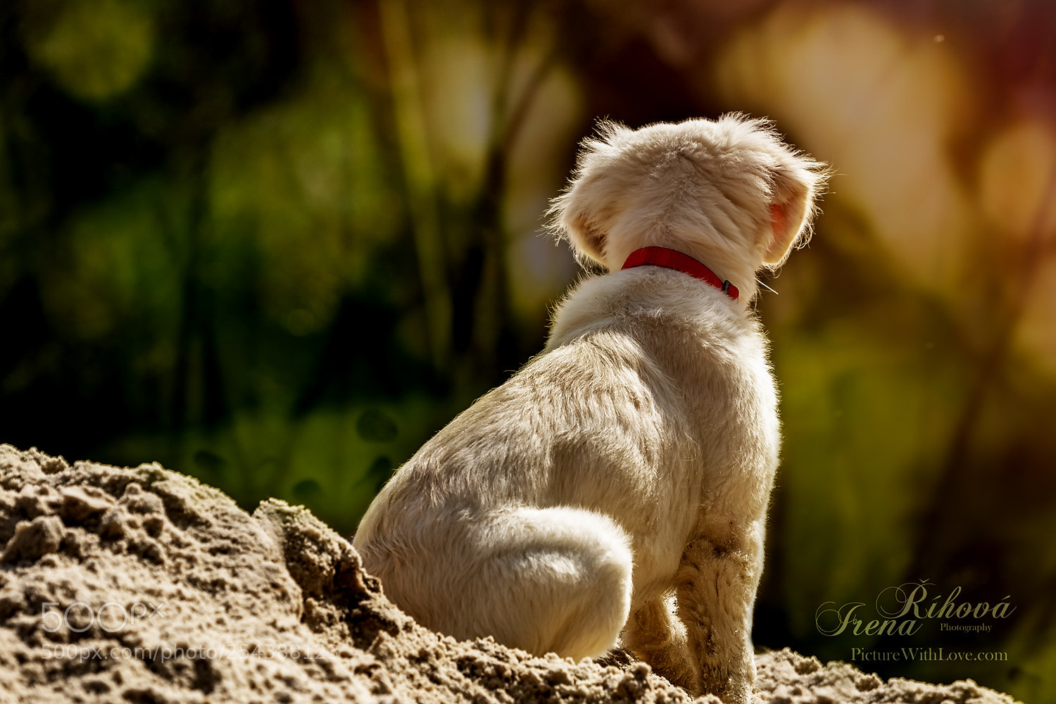 Canon EOS 5D Mark IV sample photo. Insulted puppy photography