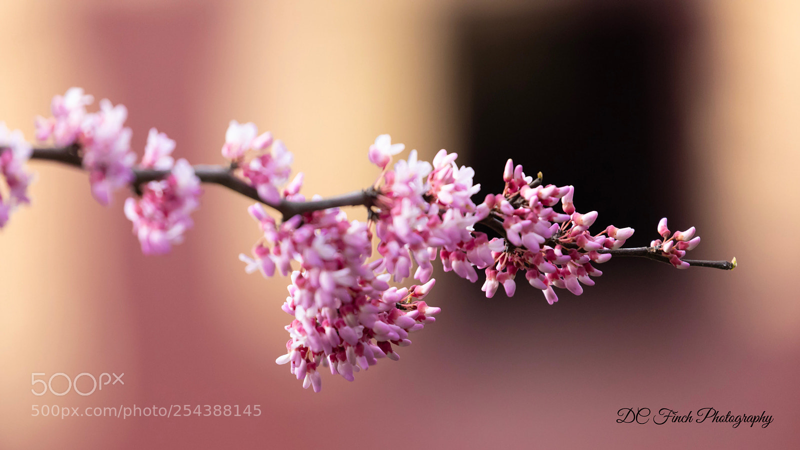 Canon EOS 5D Mark IV sample photo. Spring blossoms  photography
