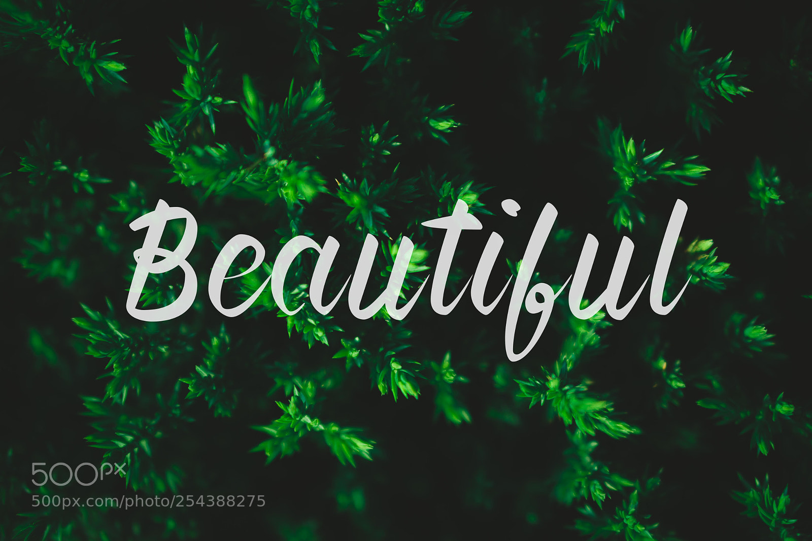 Sony a6000 sample photo. Beautiful photography
