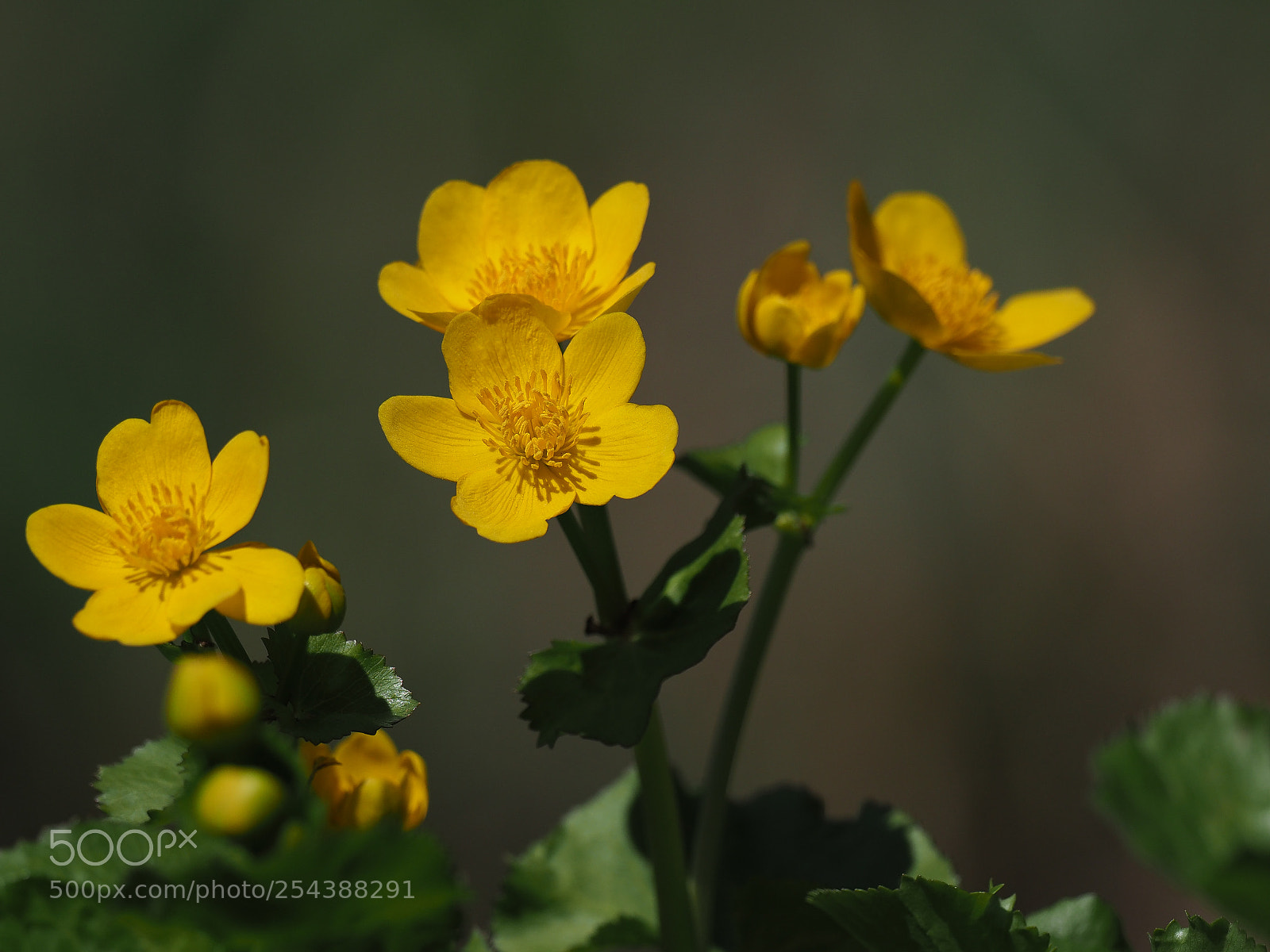 Olympus OM-D E-M1 Mark II sample photo. Caltha palustris photography