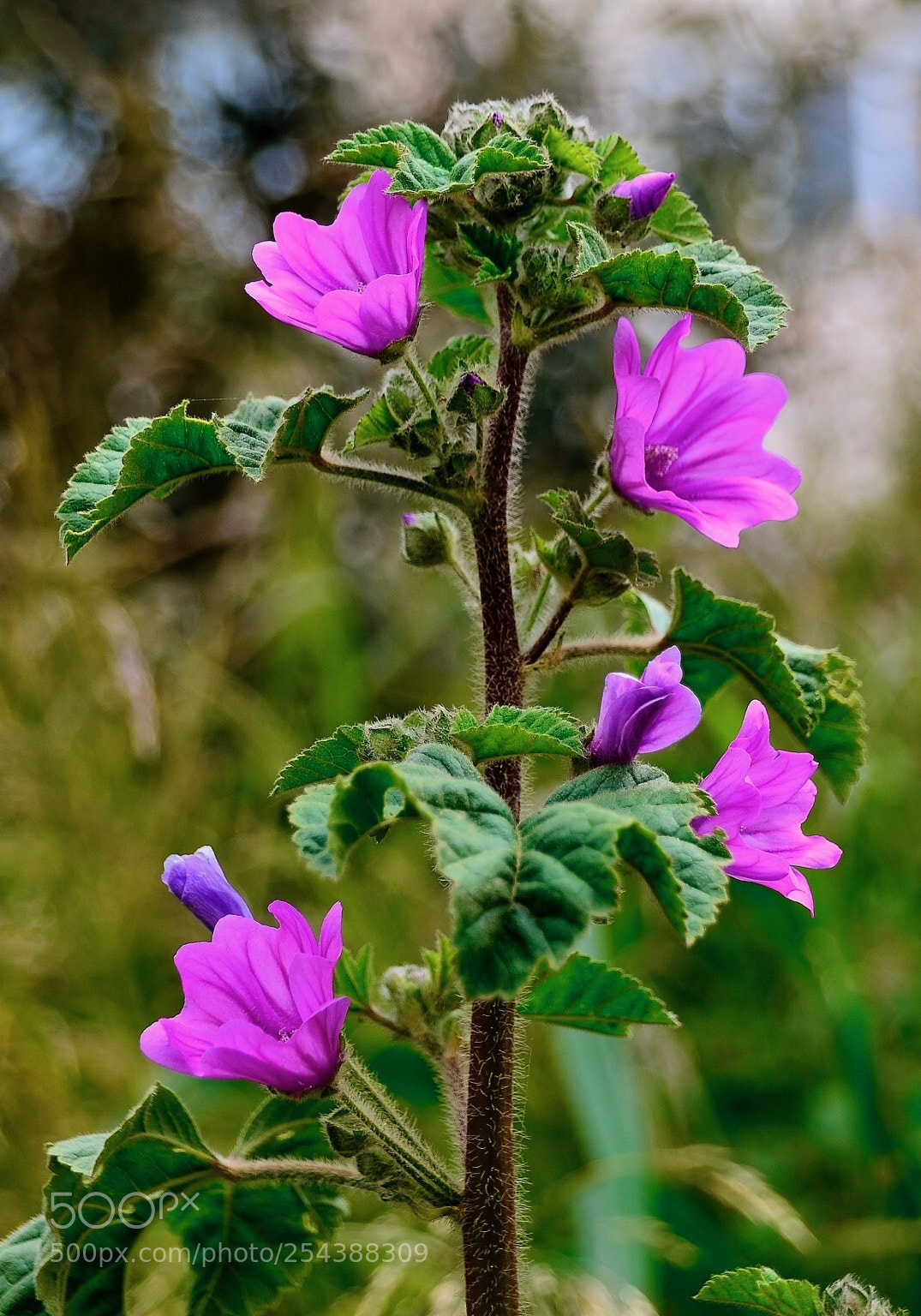 Nikon D7000 sample photo. Svg photography