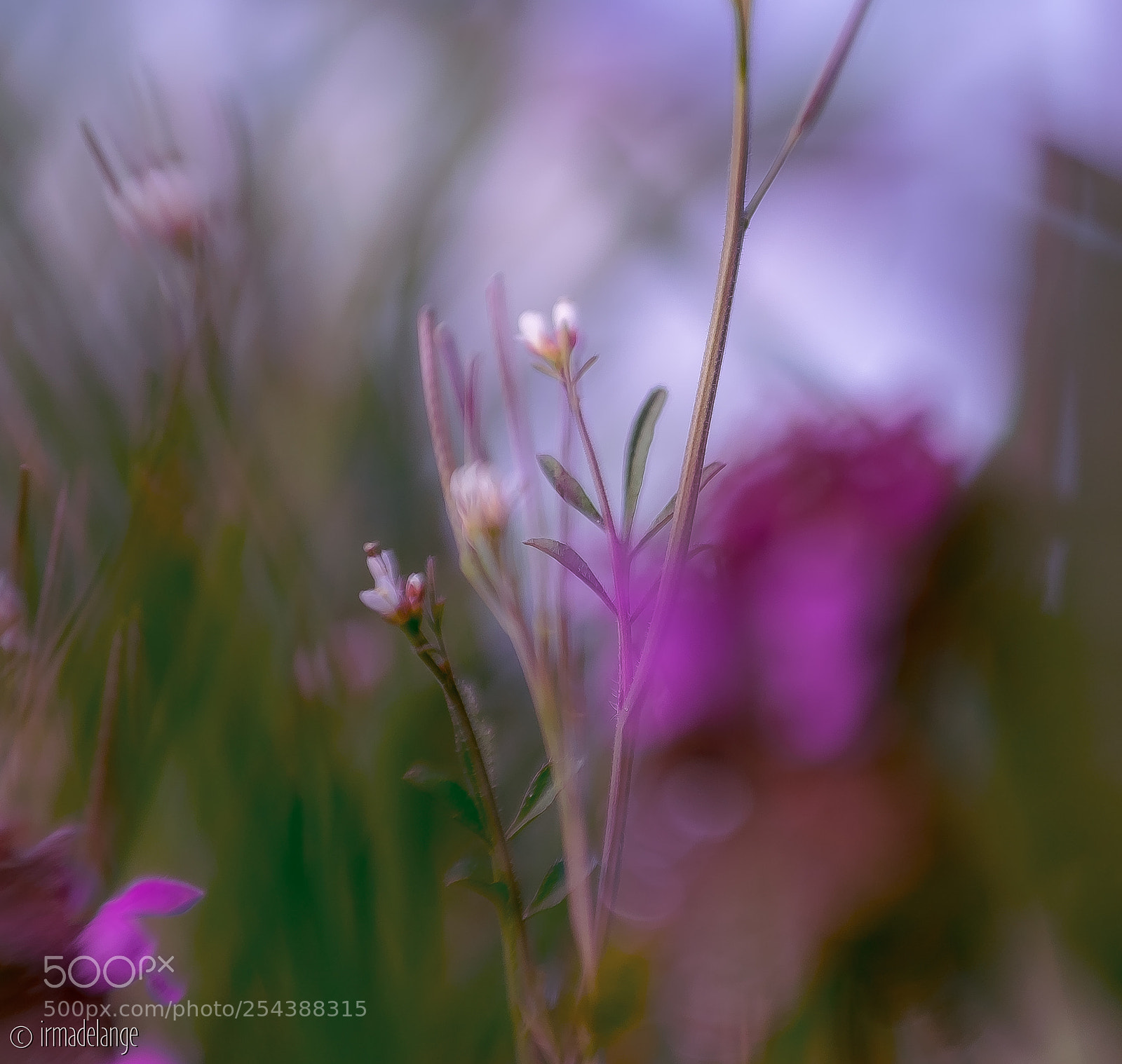 Fujifilm X-T1 sample photo. Klokje photography