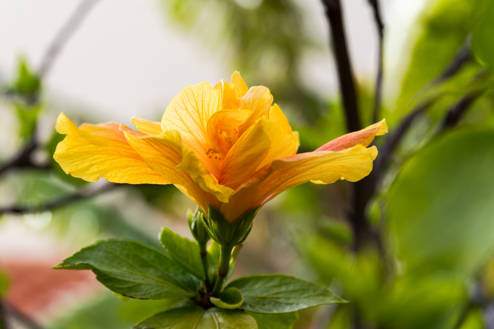 Pentax K-1 sample photo. Madeira flower photography