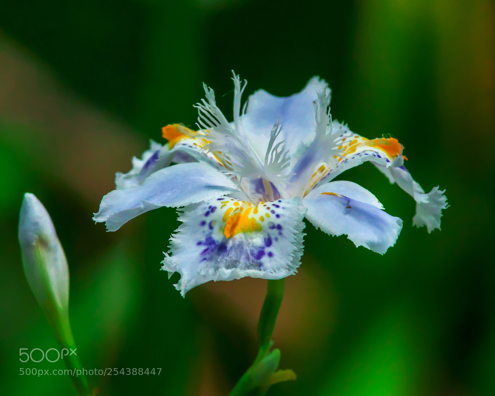 Nikon D500 sample photo. Fringed iris photography