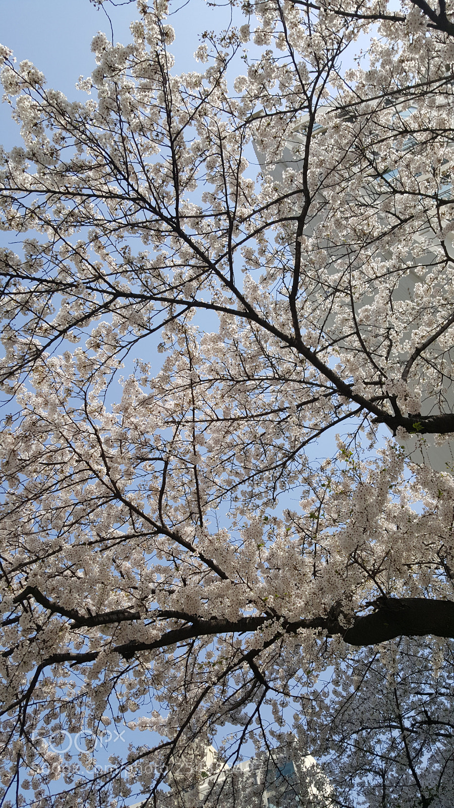 Samsung Galaxy Note5 sample photo. Cherry blossoms  photography