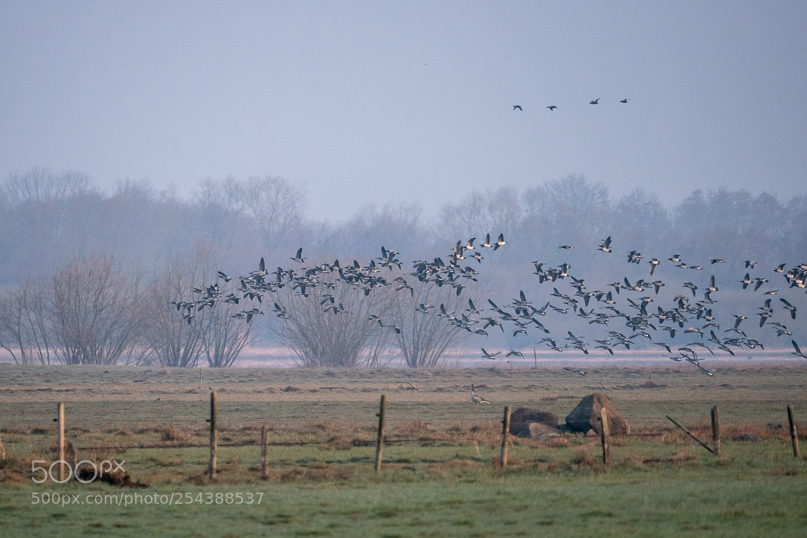 Panasonic Lumix DMC-GX85 (Lumix DMC-GX80 / Lumix DMC-GX7 Mark II) sample photo. Flying geese photography
