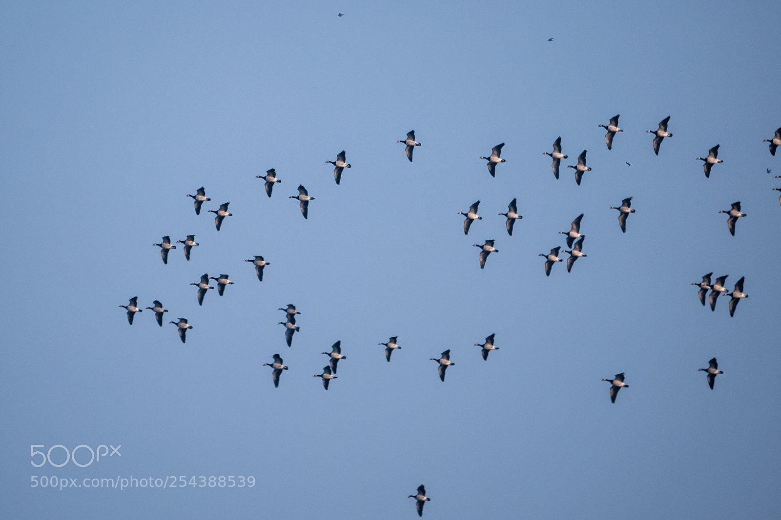 Panasonic Lumix DMC-GX85 (Lumix DMC-GX80 / Lumix DMC-GX7 Mark II) sample photo. Flying geese photography