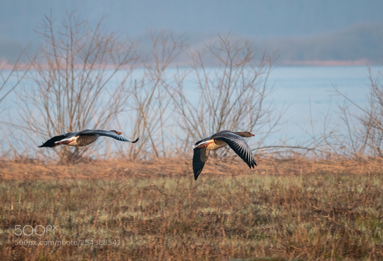Panasonic Lumix DMC-GX85 (Lumix DMC-GX80 / Lumix DMC-GX7 Mark II) sample photo. Flying geese photography