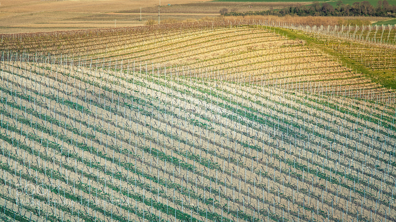 Canon EOS 5D Mark II sample photo. Vineyards wörrstadt photography