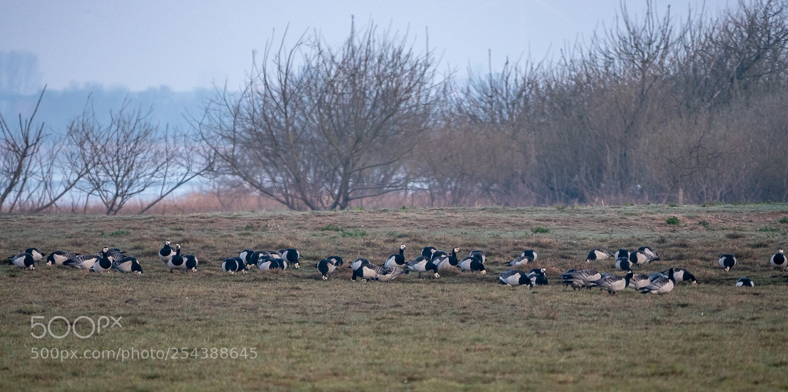 Panasonic Lumix DMC-GX85 (Lumix DMC-GX80 / Lumix DMC-GX7 Mark II) sample photo. Barnacle geese foraging photography