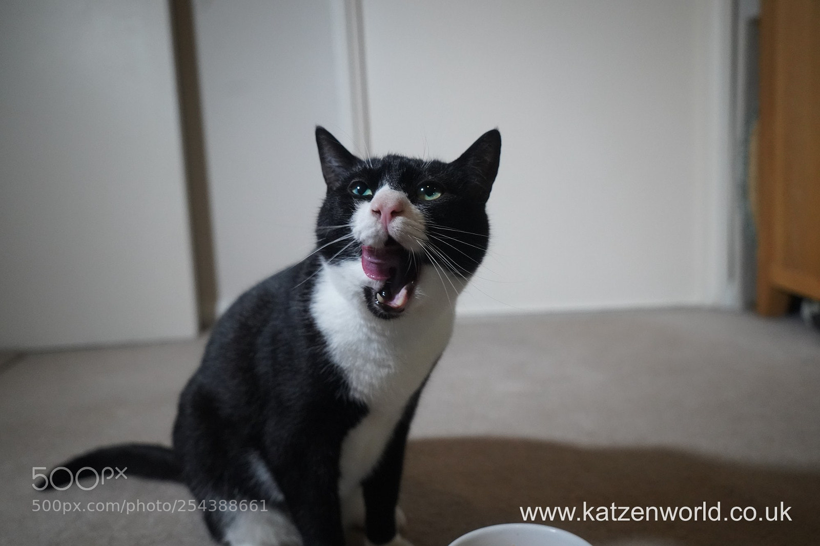 Sony a9 sample photo. Oliver renegade feline cuisine photography