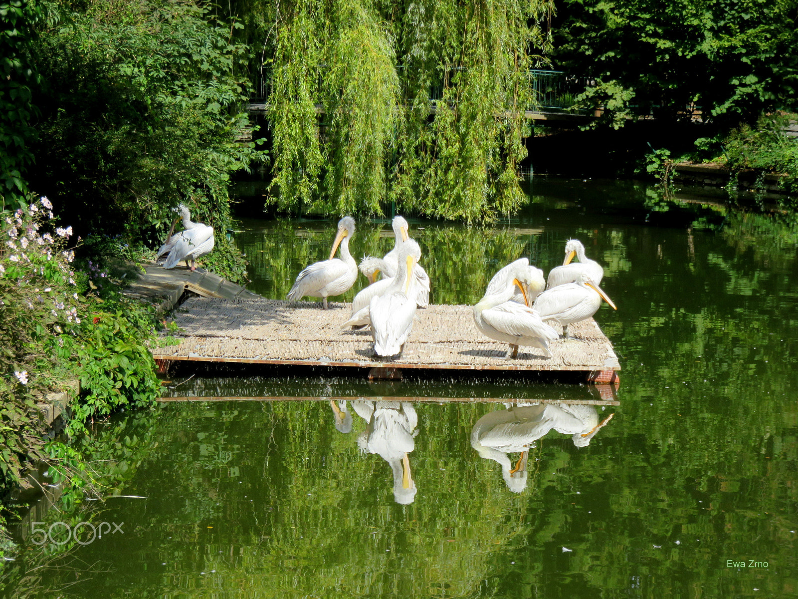 Canon PowerShot SX700 HS sample photo. Prettying up in the morning. photography