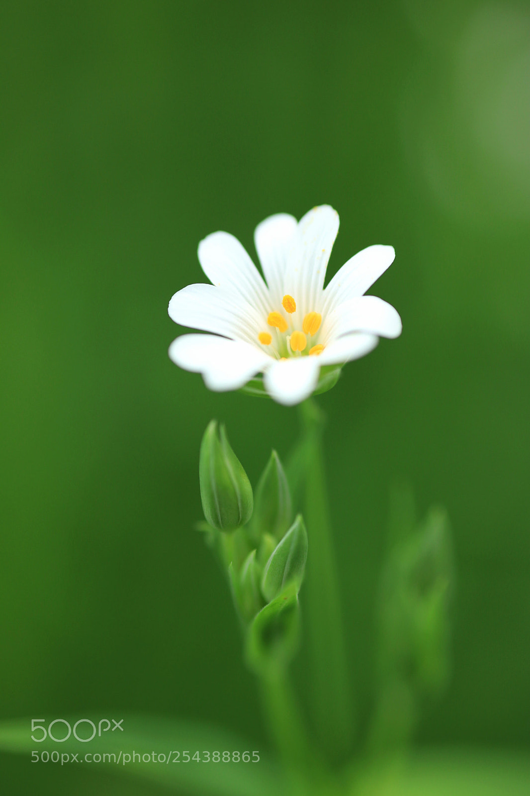 Canon EOS 80D + Canon EF 50mm F1.8 STM sample photo. Fleurs des bois photography