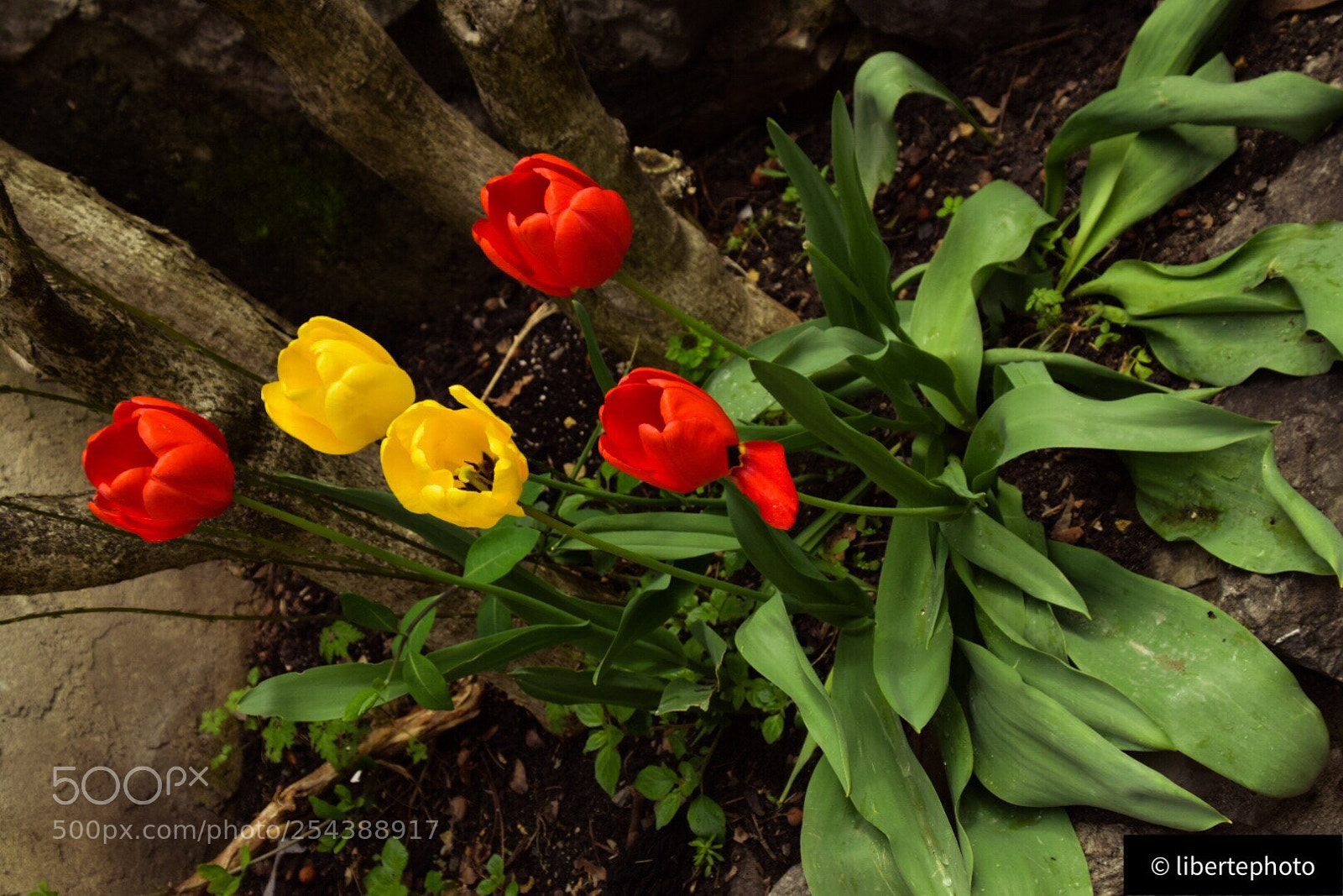 Nikon D5300 sample photo. Flowers photography