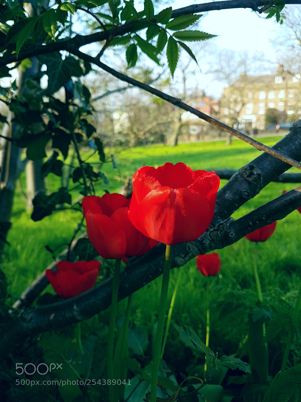 Samsung Galaxy S7 sample photo. Beauty of life photography