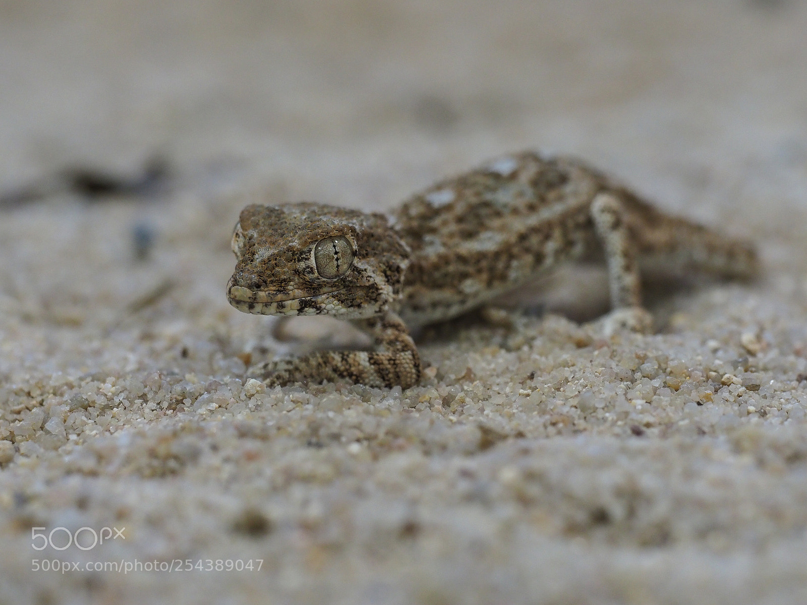 Olympus OM-D E-M1 Mark II sample photo. Tarentola chazaliae photography