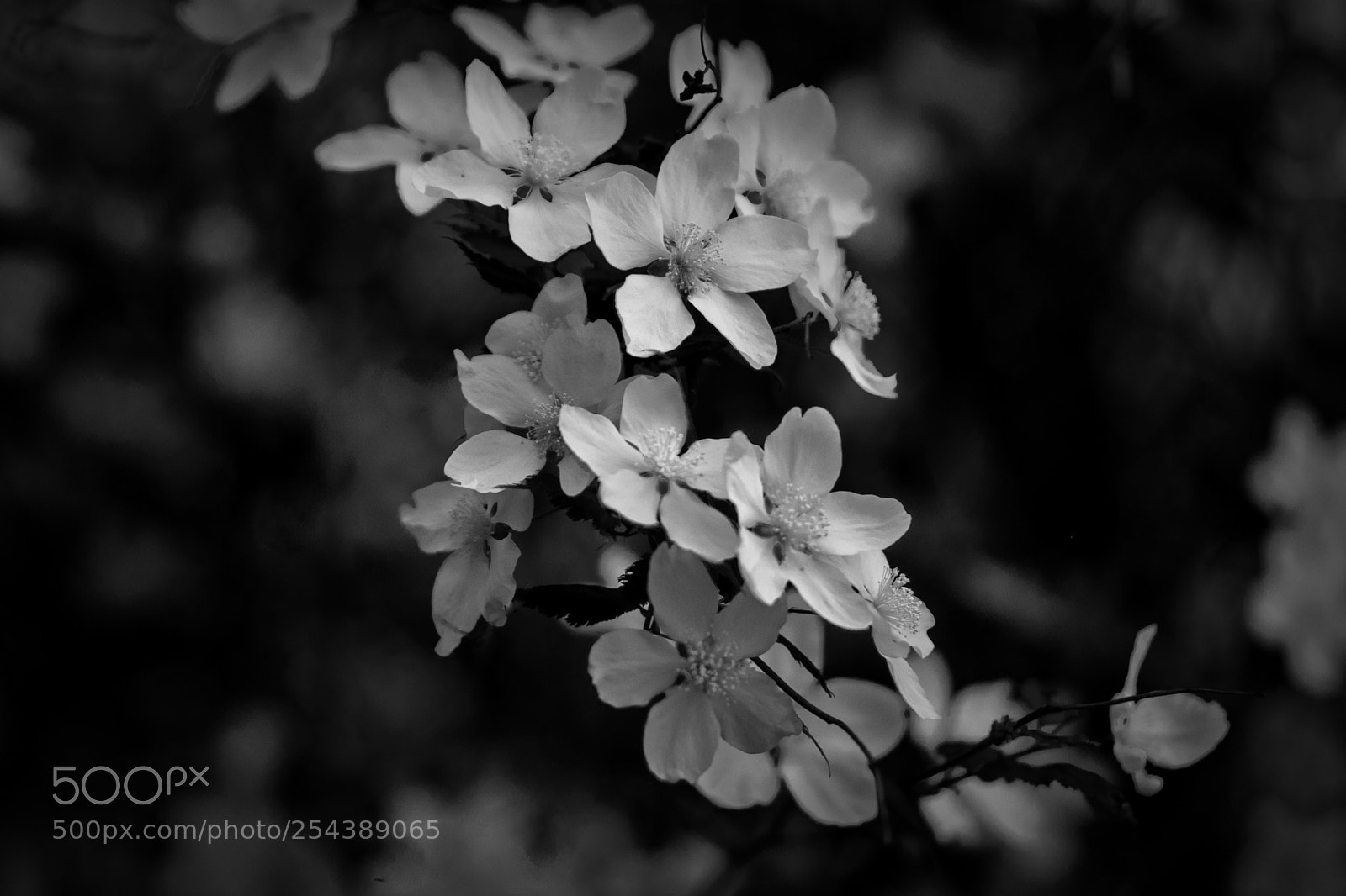 Nikon D5300 sample photo. From my garden photography
