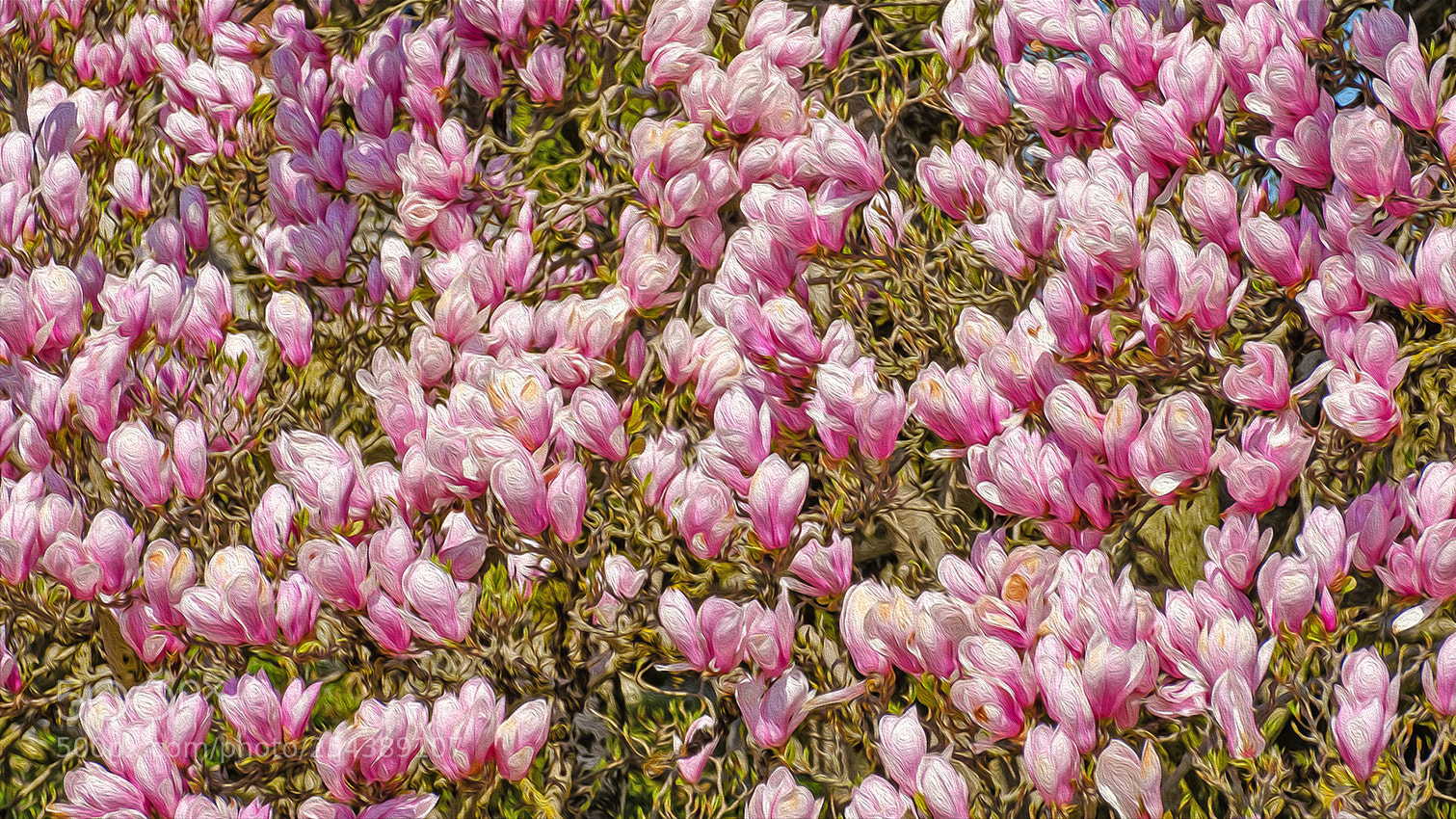 Fujifilm X-T2 sample photo. Magnolien photography