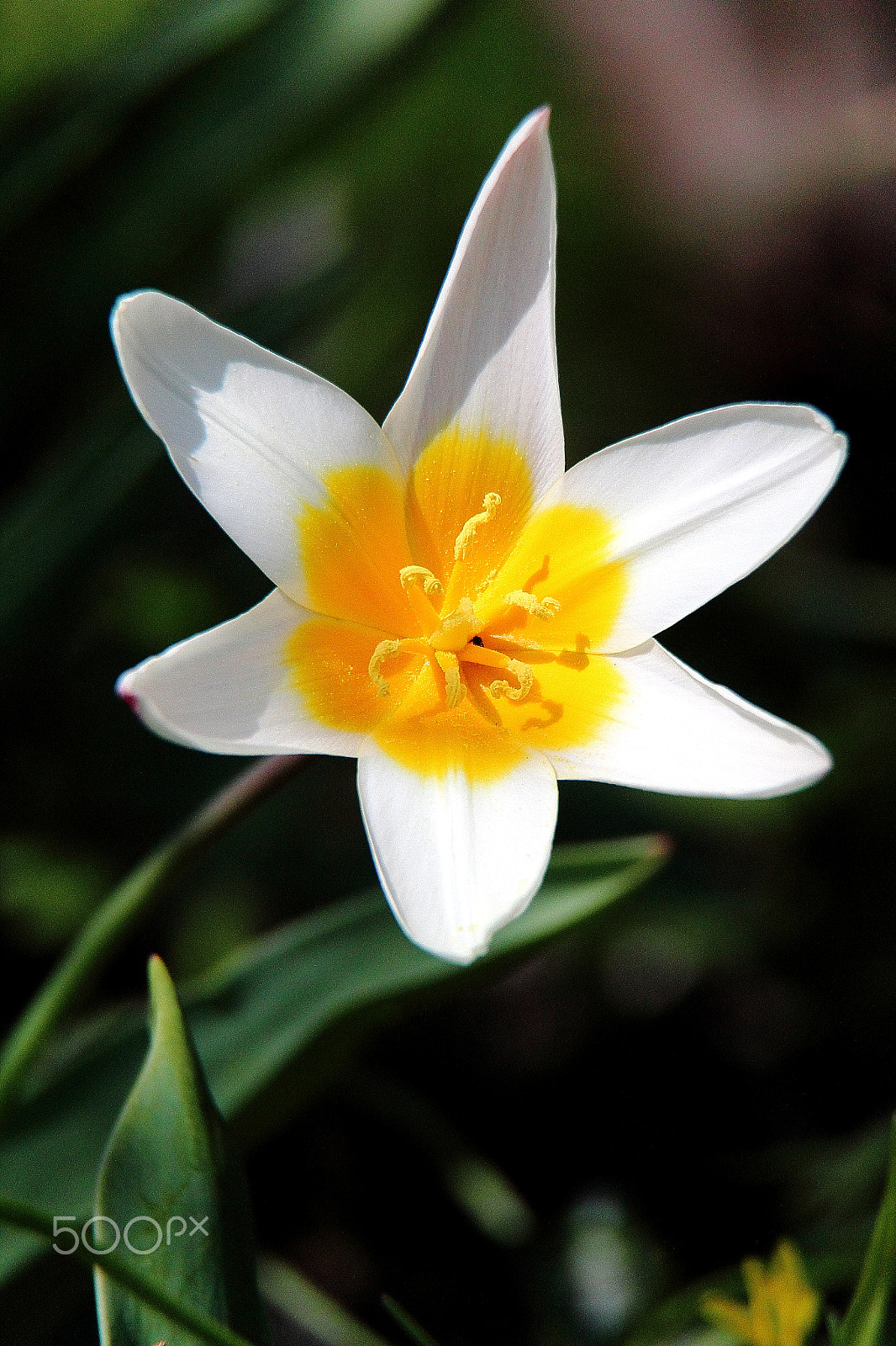 Canon EF-S 18-200mm F3.5-5.6 IS sample photo. Tulipa dasystemon photography
