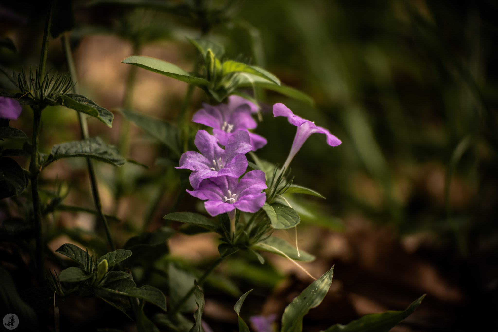 Samsung NX1 sample photo. Wild petunia (ruellia humilis nutt.) 2 photography
